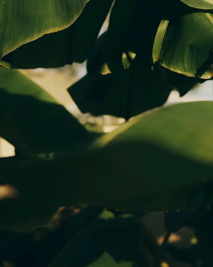 Upcoming promo heading